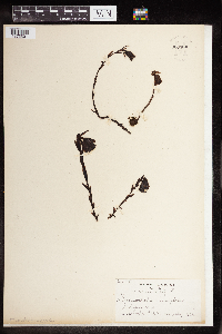 Monotropa uniflora image