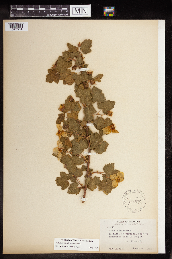 Rubus neomexicanus image