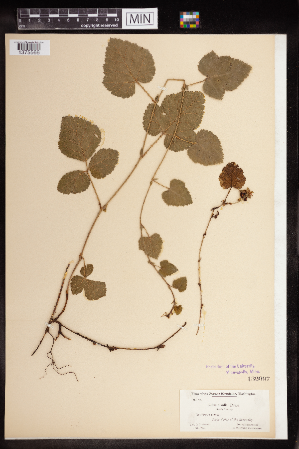 Rubus nivalis image