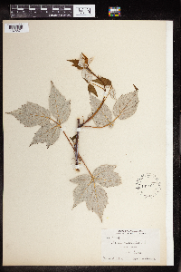 Rubus occidentalis image