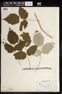 Rubus occidentalis image
