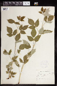Rubus occidentalis image