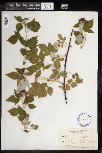 Rubus occidentalis image