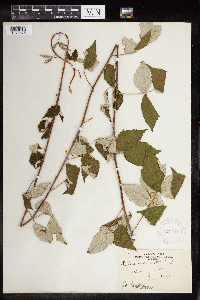 Rubus occidentalis image