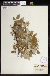 Rubus occidentalis image