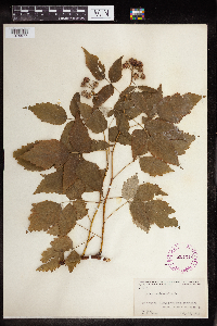 Rubus occidentalis image