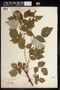 Rubus occidentalis image
