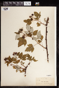 Rubus occidentalis image