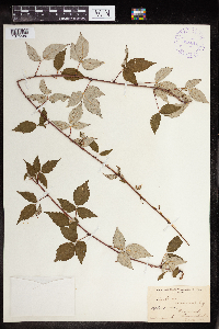 Rubus occidentalis image