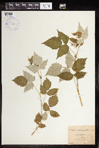 Rubus occidentalis image