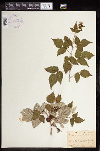 Rubus occidentalis image