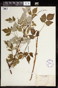 Rubus occidentalis image