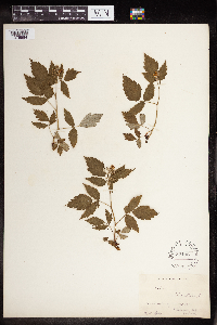Rubus occidentalis image