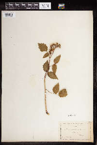 Rubus occidentalis image