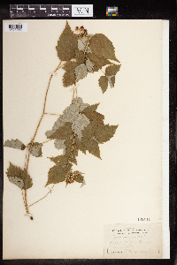 Rubus occidentalis image