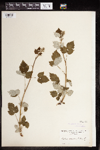 Rubus occidentalis image