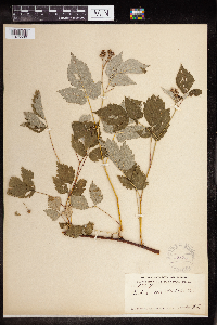 Rubus occidentalis image