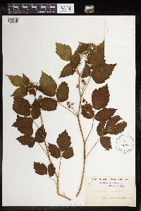 Rubus occidentalis image