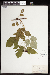 Rubus occidentalis image