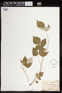 Rubus occidentalis image