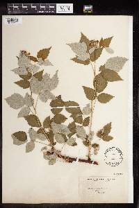 Rubus occidentalis image
