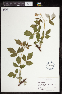 Rubus occidentalis image