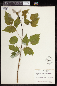 Rubus occidentalis image