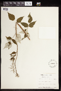 Rubus occidentalis image