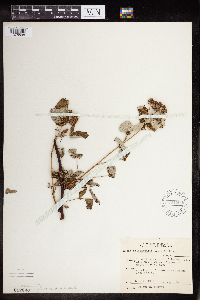 Rubus occidentalis image