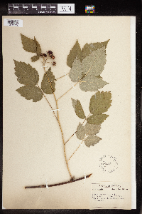 Rubus occidentalis image