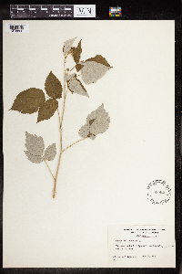 Rubus occidentalis image