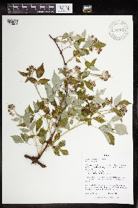 Rubus occidentalis image