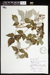 Rubus occidentalis image