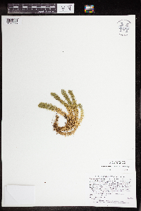 Huperzia selago image