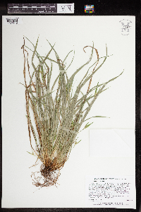 Carex saximontana image