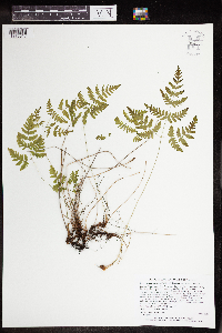 thumbnail image of current specimen