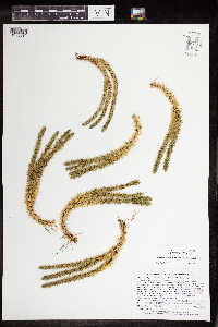 Huperzia selago image