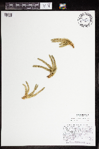 Huperzia selago image