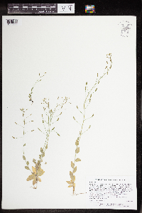 Draba nemorosa image