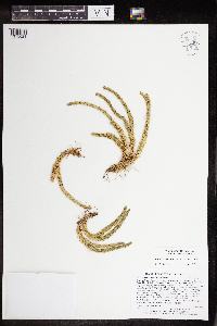 Huperzia appressa image