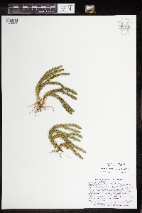 Huperzia x josephbeitelii image