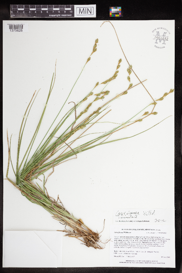 Carex foenea image