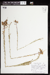 Arabis pycnocarpa image