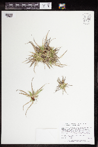 Carex tonsa var. tonsa image