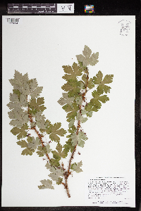 Ribes lacustre image