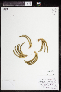 Huperzia appressa image