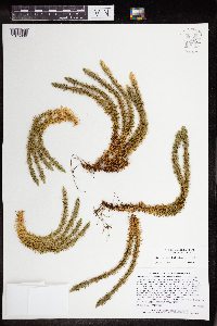 Huperzia selago image