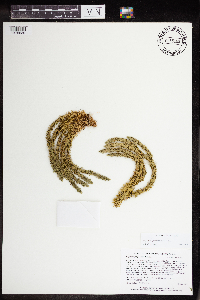 Huperzia x josephbeitelii image