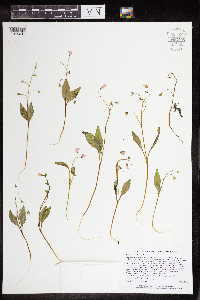 Claytonia caroliniana image