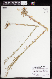 Arabis pycnocarpa image